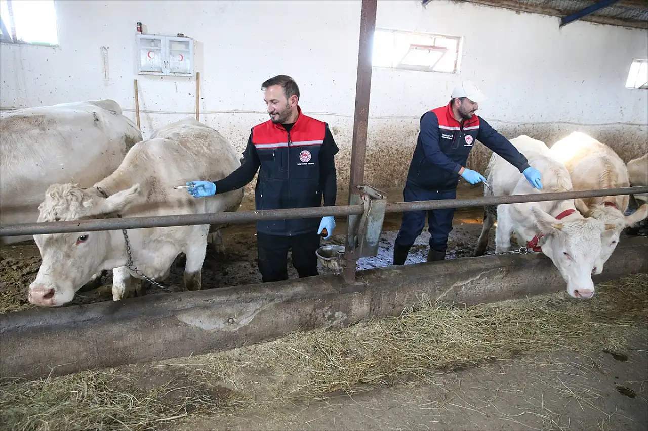 Kars'ta şap hastalığına karşı 100 kişilik ekip sahada