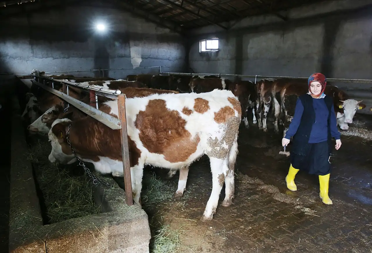 Bitlisli kadın girişimcinin başarı hikayesi: 2 yılda hayvan sayısını 6 katına çıkardı
