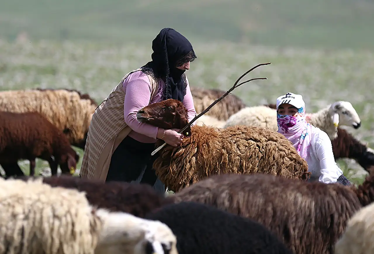 İstanbul'dan Köye Dönüş: Tekstilci Yeşim Baba, Annenin Destek Alarak Hayvancılıkla Geçim Sağlıyor