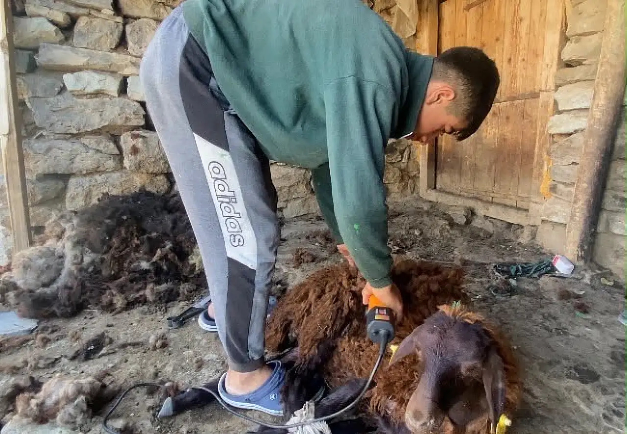 Patnos'ta koyunlarda kırkım mesaisi başladı