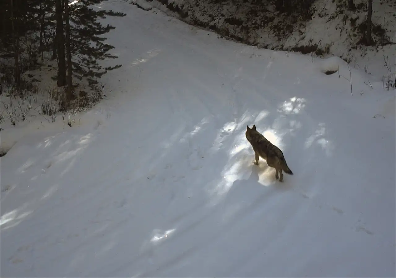 Kars'ın karlı dağlarında kurt izleri takip ediliyor