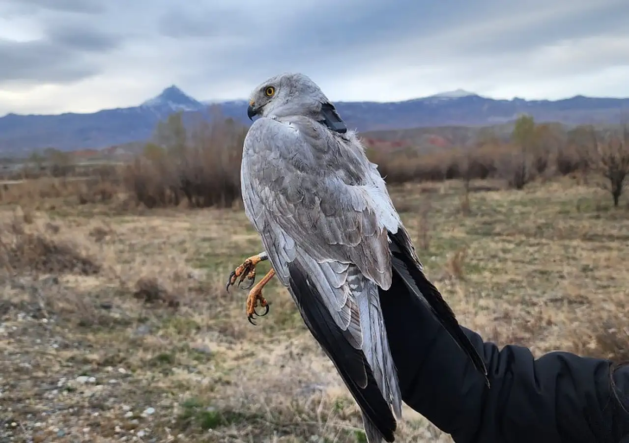 Iğdır'da bozkır delicesinden şahine 13 kuş uydu vericisiyle takibe alındı