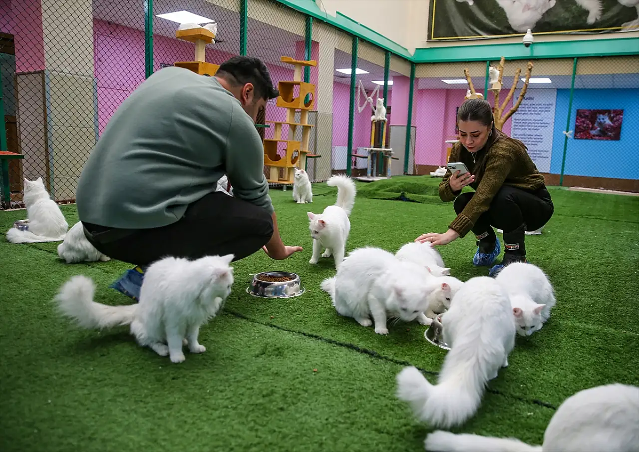 Van'da 'Kedi Villası' yılda 200 bin ziyaretçi ağırlıyor