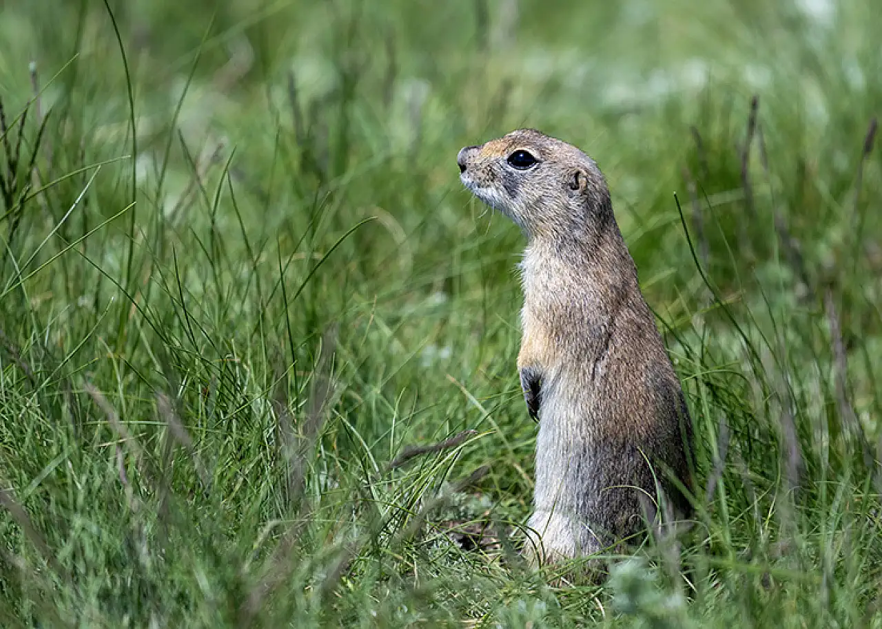 Kars'ta Anadolu Yer Sincabı Çayırlarda Fark Edildi!