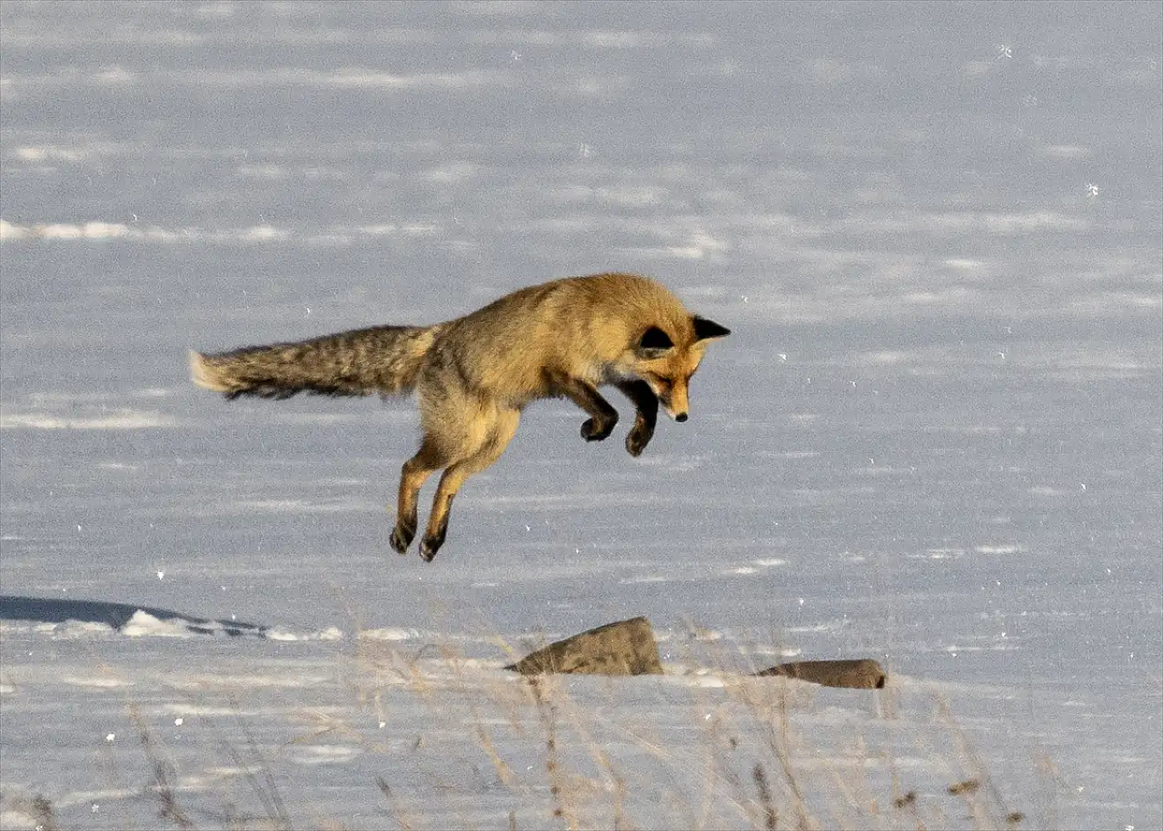 Kars'ta kızıl tilkinin karın altında fare avı