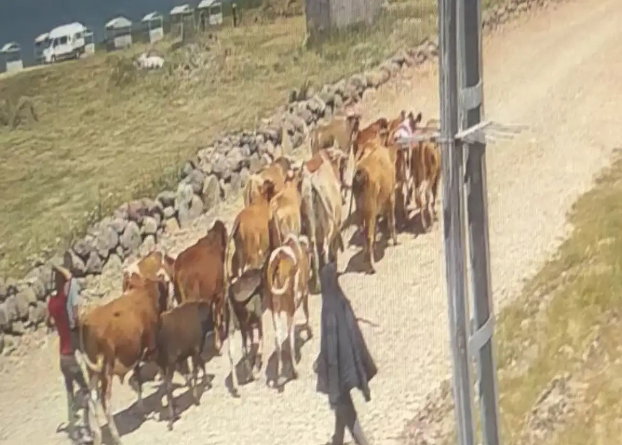 Ağrı'da çalınan 22 büyükbaş hayvandan 15'i Doğubayazıt'ta bulundu