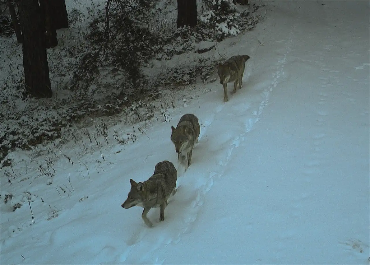 Kars'ın karlı dağlarında kurt izleri takip ediliyor