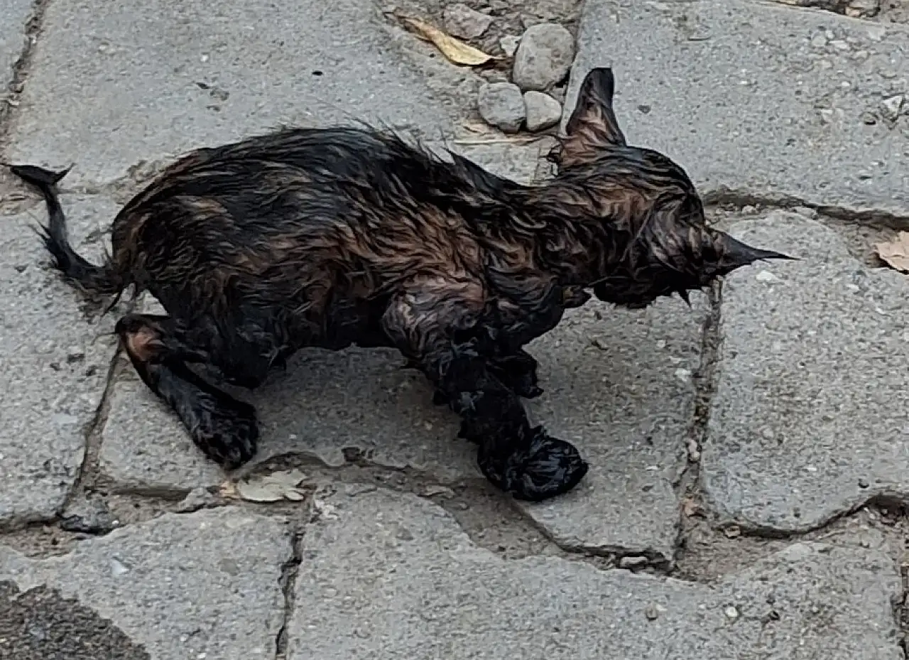 Patnos'ta itfaiye personeli zifte saplanan yavru kedi için seferber oldu