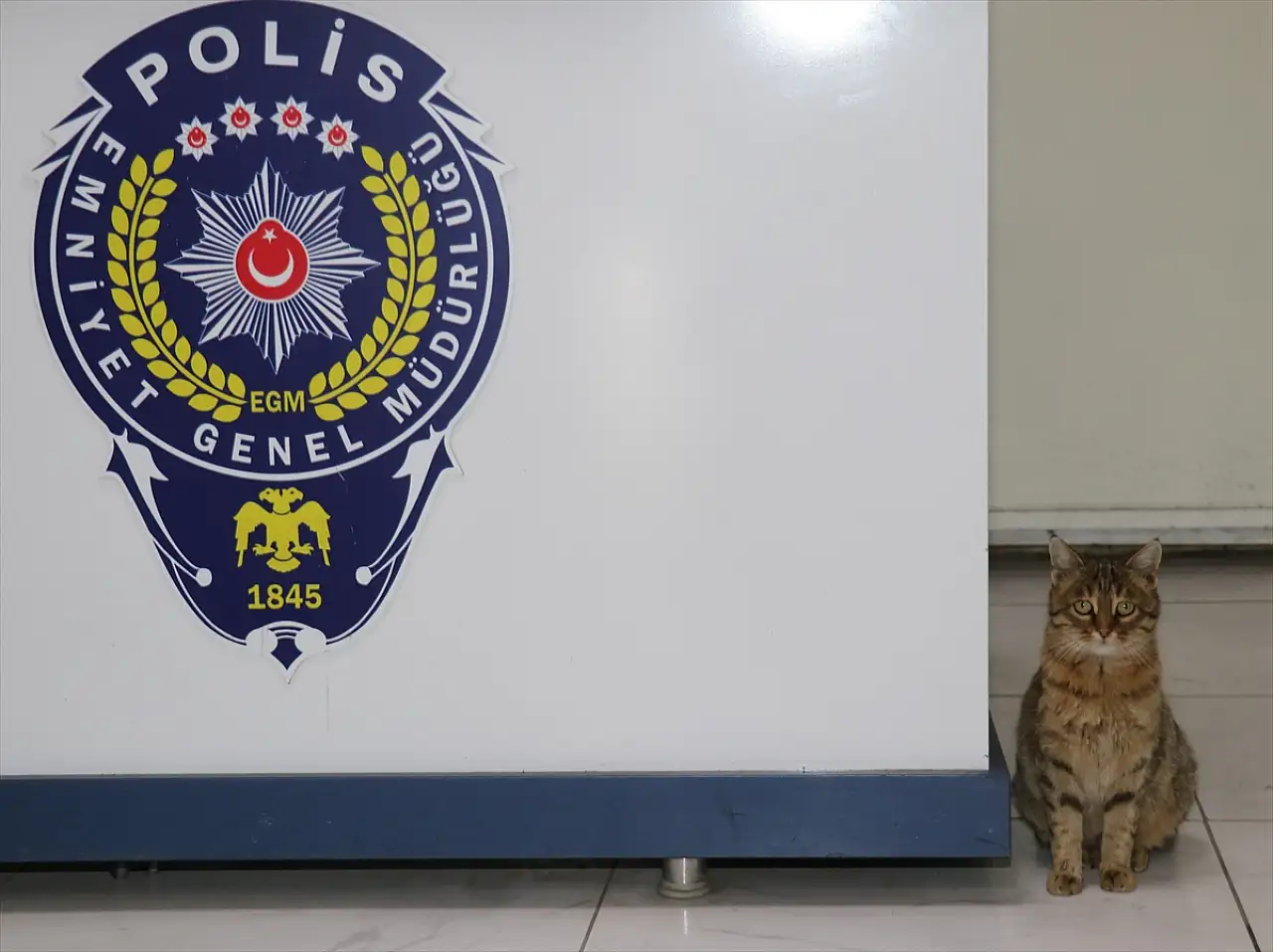 Erzurum'da donmaktan kurtarılan kediler polis merkezinin maskotu oldu