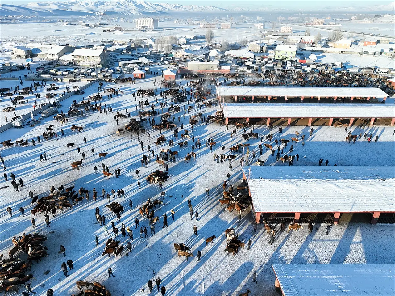 Ağrı Hayvan Borsası soğuklara rağmen hareketli