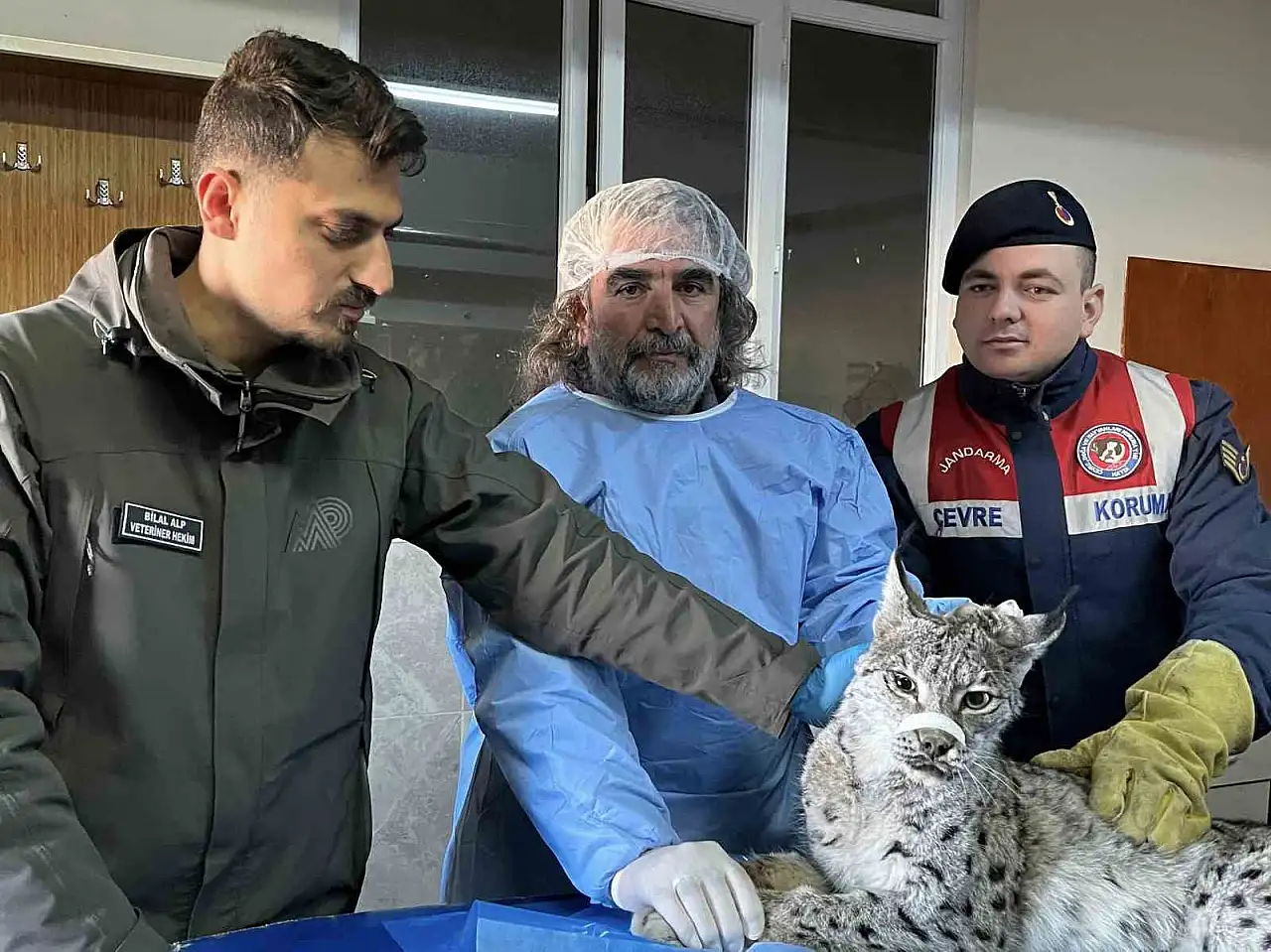 Van'da nesli tehlike altındaki vaşak tedavi altına alındı, doğaya geri kazandırılacak