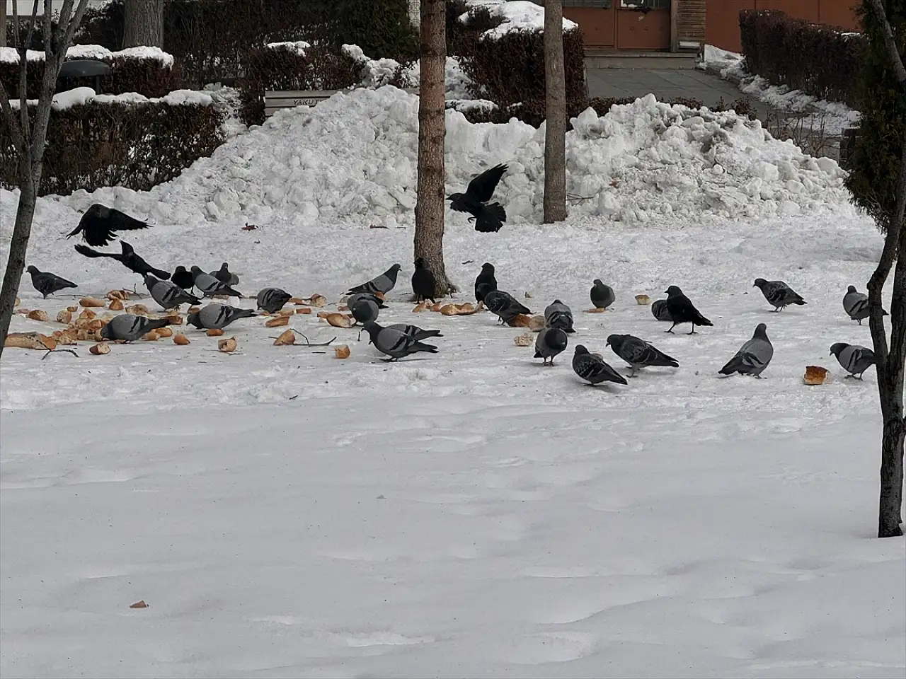 Erzurum buz tuttu