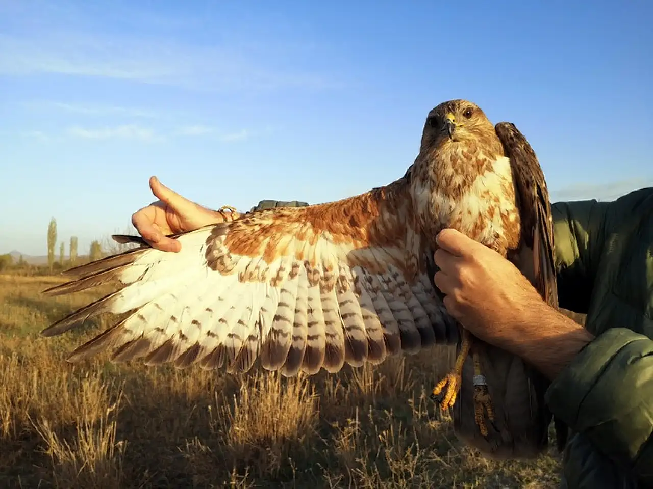 Iğdır'da bozkır delicesinden şahine 13 kuş uydu vericisiyle takibe alındı