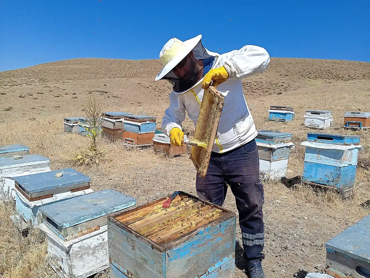 Prof. Kaya, Ağrı'nın hayvancılık potansiyelini değerlendirdi: 'Altyapı yatırımları şart'