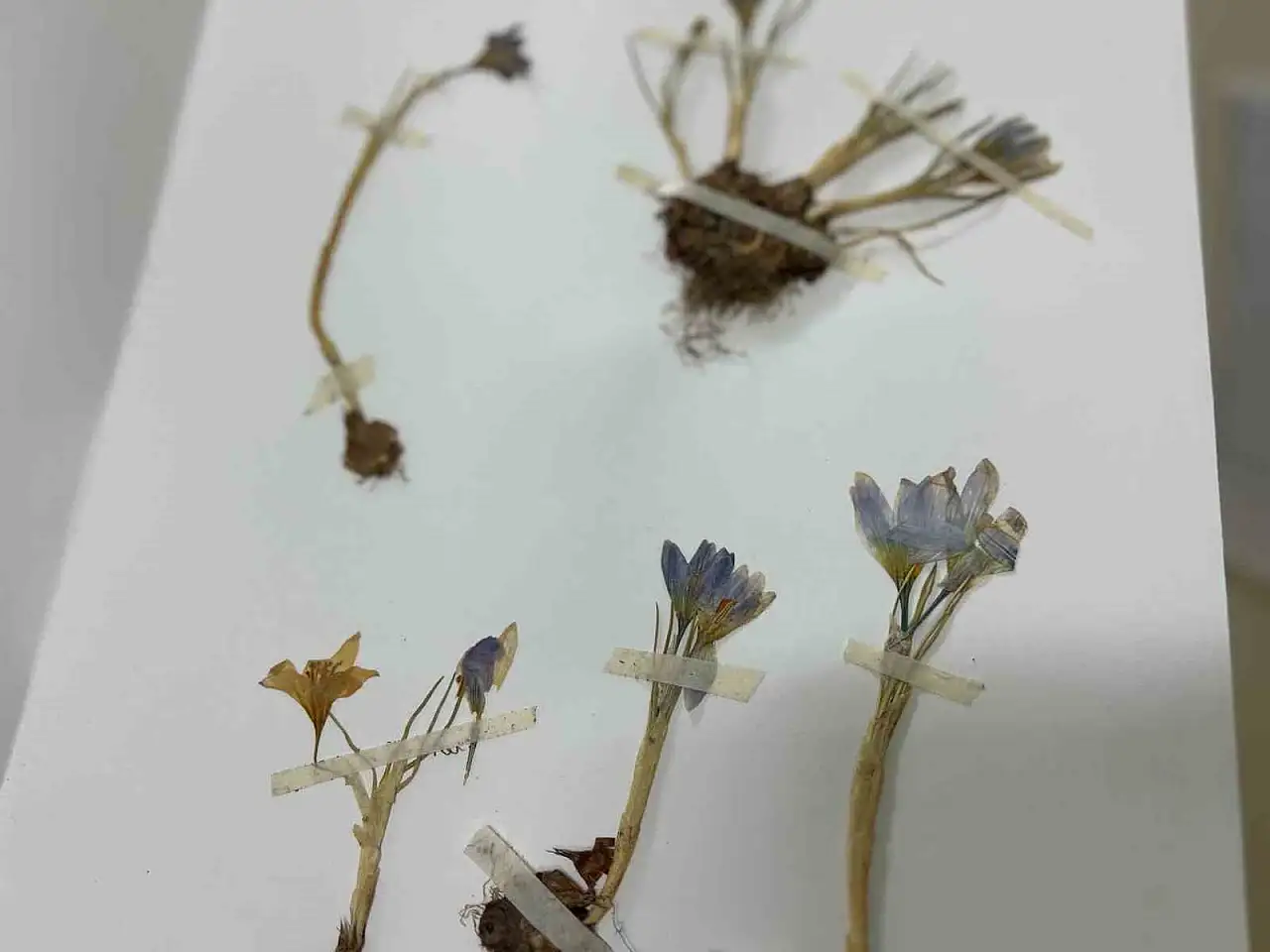 Van YYÜ Herbaryumu, safran türünü koruma altına aldı Türkiye florası için önemli bir adım!