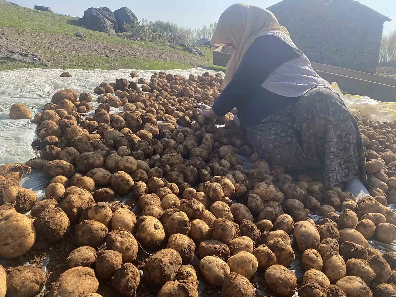 Patnos'ta kış hazırlığı: Patatesler toprağın altına emanet ediliyor