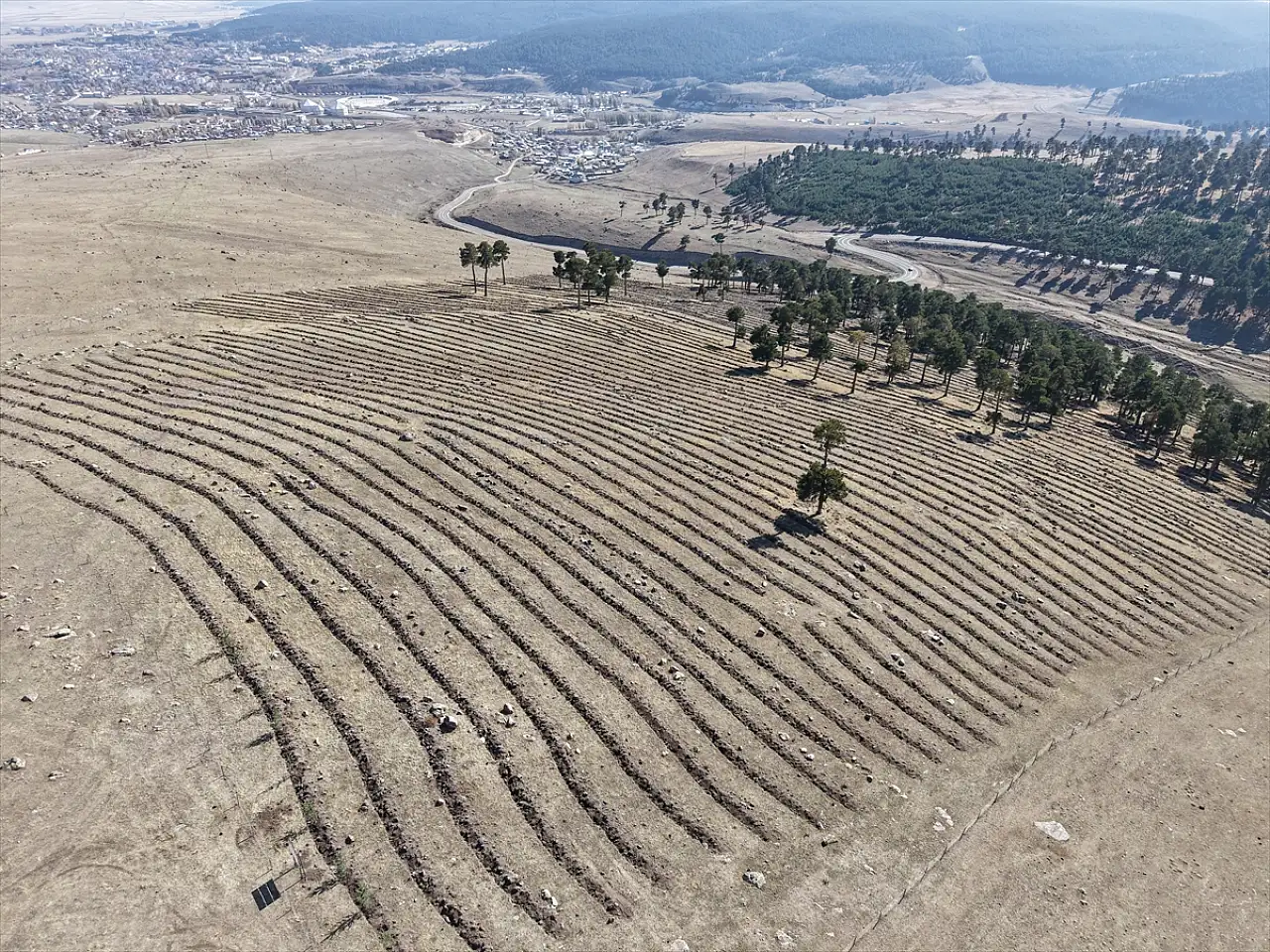 Ağrı'nın da dahil olduğu bal ormanı projesi büyüyor: Arıcılık için yeni fırsatlar doğuyor