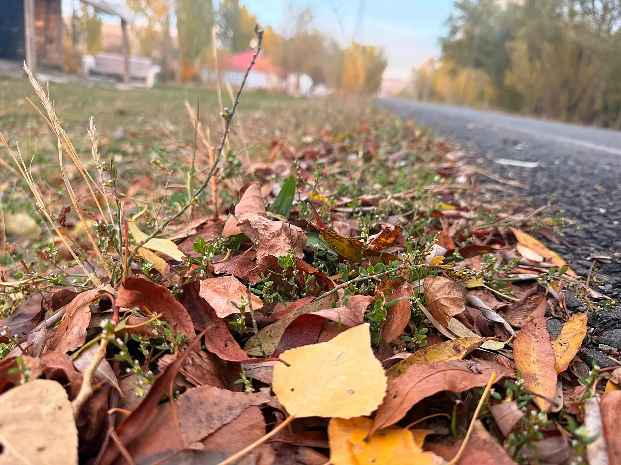 Ağrı'da sonbaharın son renkleri yerini kışa bırakıyor
