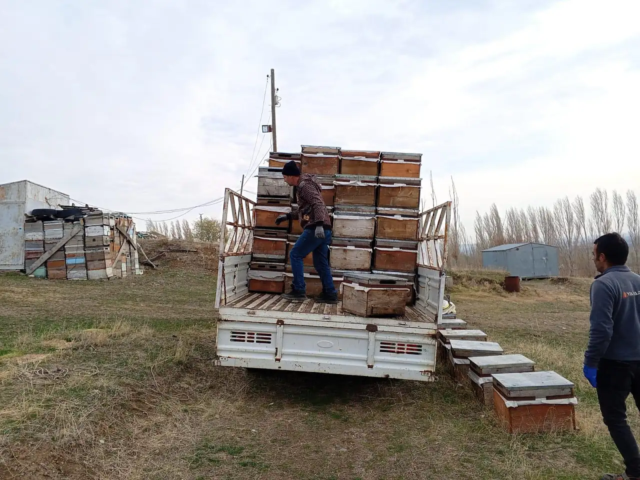 Ağrı'da arıcılar bal sezonu sonrası kış hazırlıklarına başladı