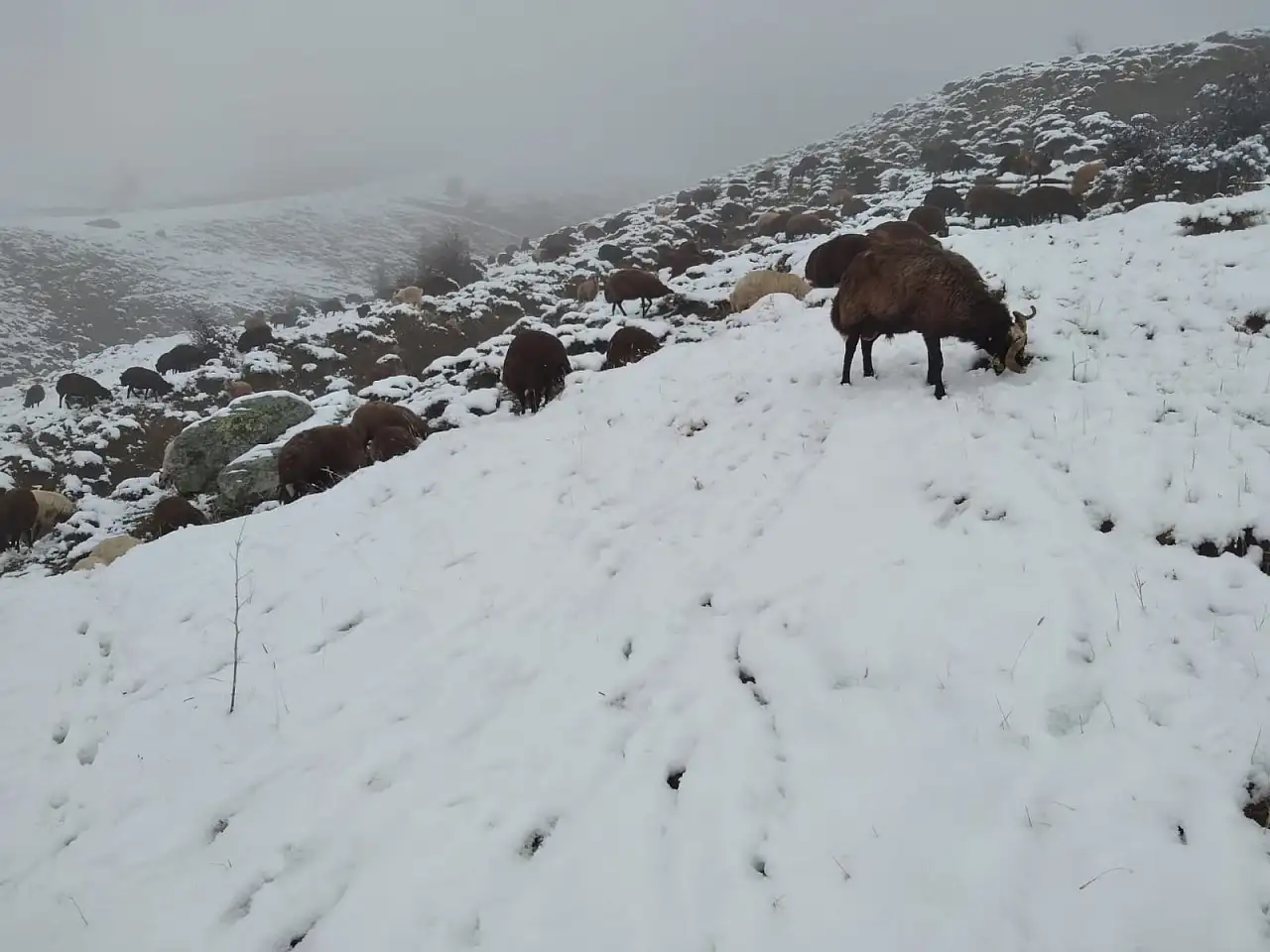 Özveren Köyü'nde hayvancılar karla kaplanan arazide sabah mesaisine çıktı