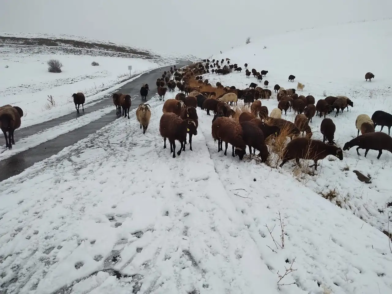 Özveren Köyü'nde hayvancılar karla kaplanan arazide sabah mesaisine çıktı