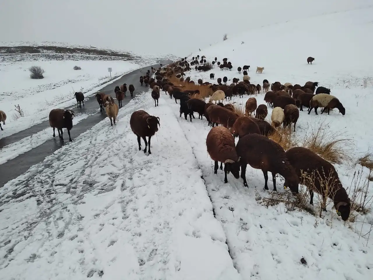 Özveren Köyü'nde hayvancılar karla kaplanan arazide sabah mesaisine çıktı