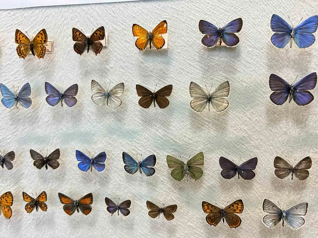 Van Yüzüncü Yıl Üniversitesi'nde Uluslararası Standartlarda Böcek Araştırma Koleksiyonu Kuruldu