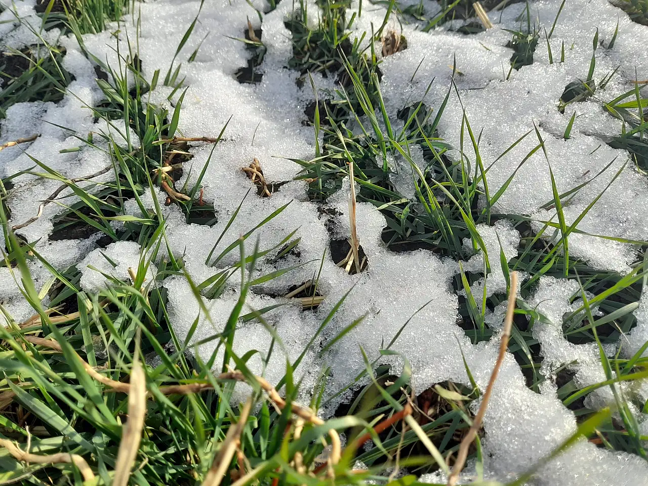 Ağrı'da kar geçişleri tarım arazilerini beyaz örtüyle kapladı