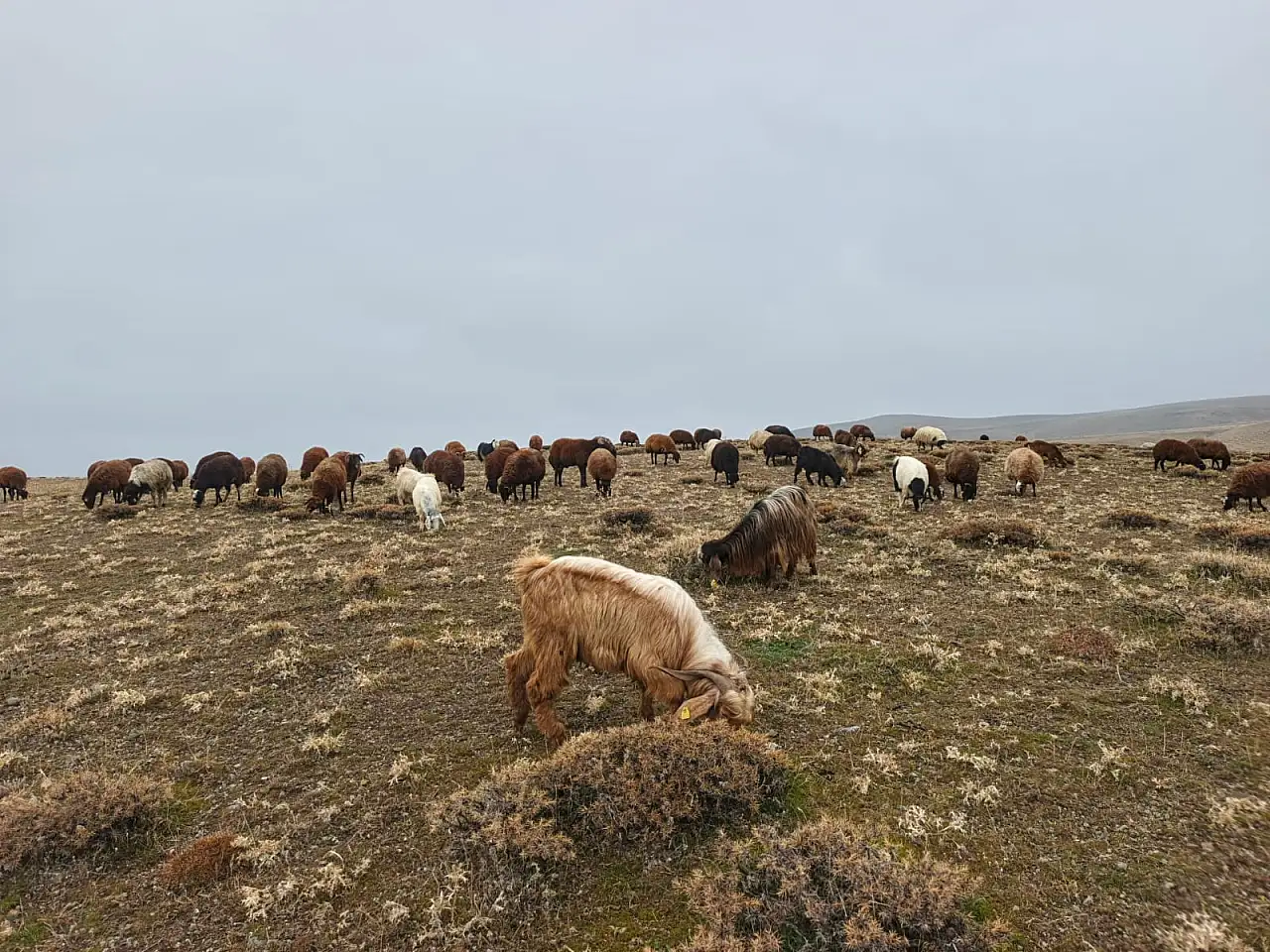 Ağrı'da kar yağışı gecikirken köylüler meralardan faydalanıyor