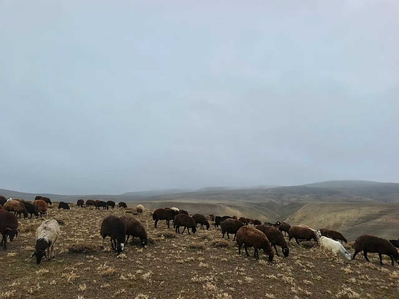 Ağrı'da kar yağışı gecikirken köylüler meralardan faydalanıyor
