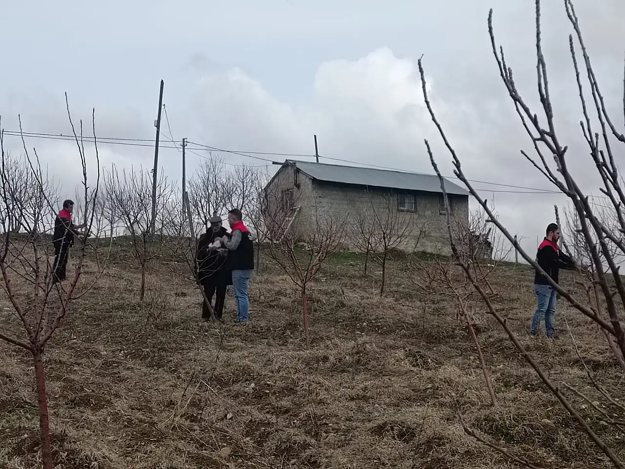 Ağrı'da meyve bahçelerinde bahar mesaisi başladı