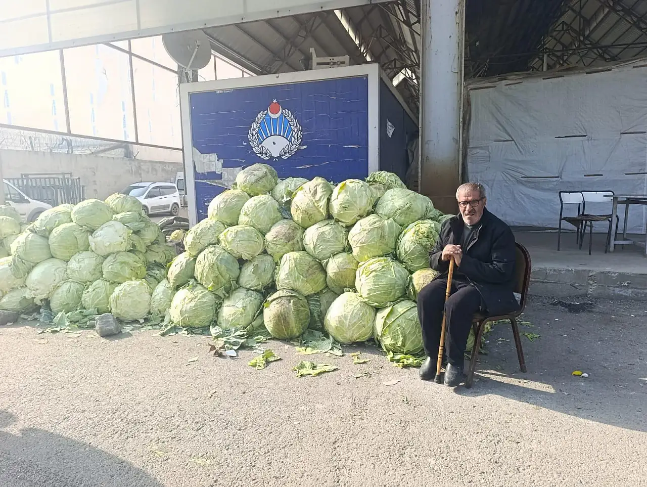Ağrı'da her sezon olduğu gibi büyük lahanalar ilgi görüyor