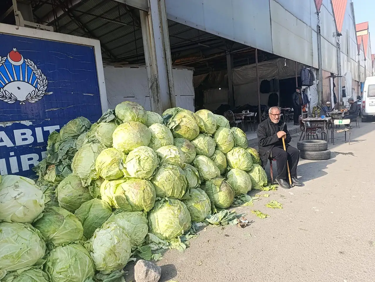 Ağrı'da her sezon olduğu gibi büyük lahanalar ilgi görüyor