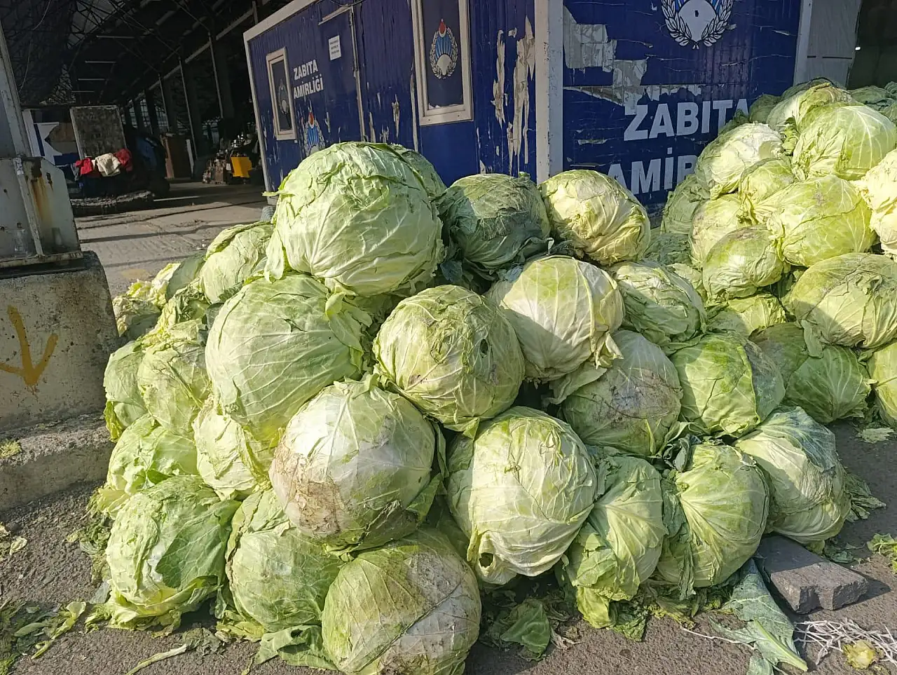 Ağrı'da her sezon olduğu gibi büyük lahanalar ilgi görüyor