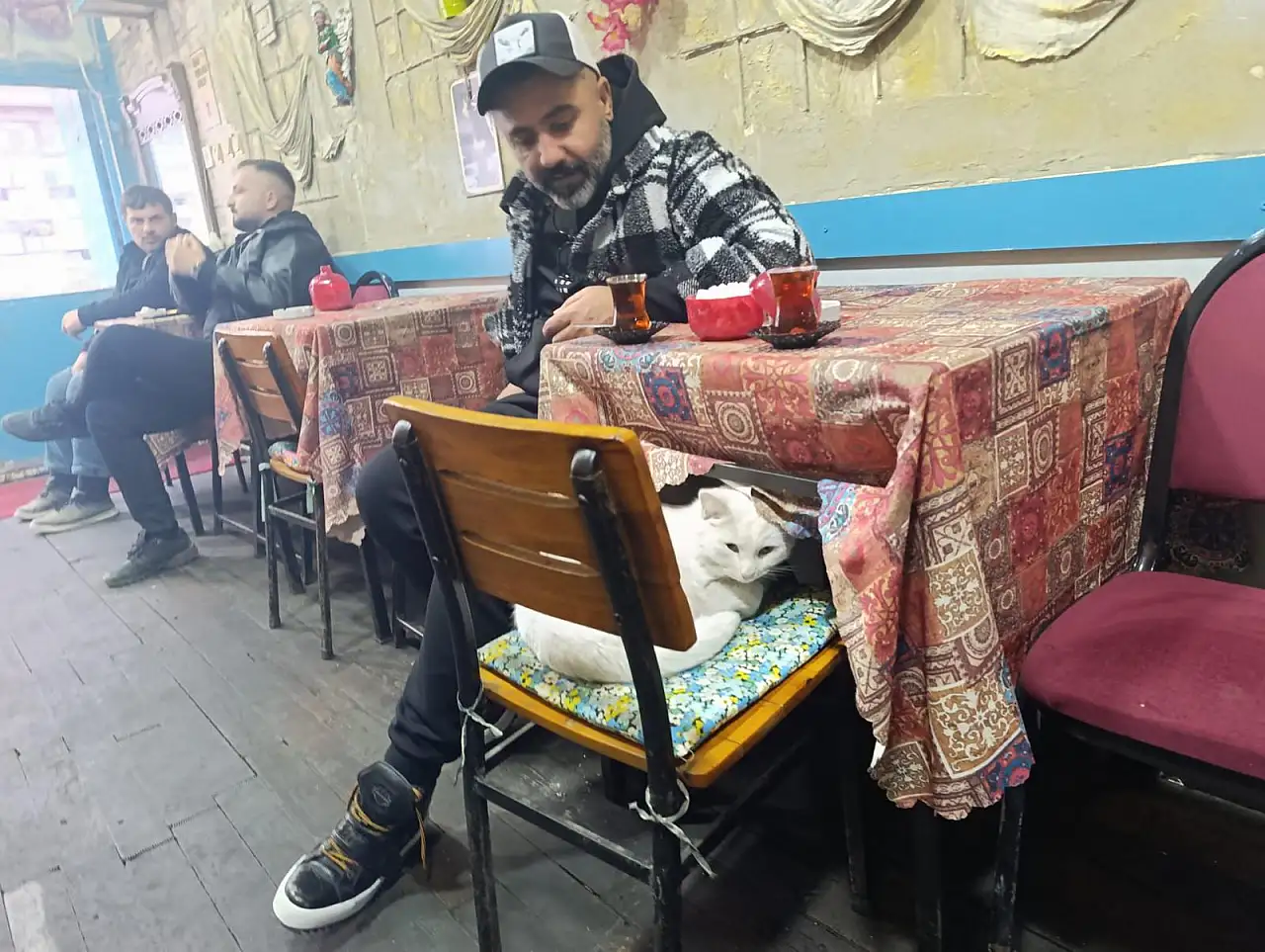 Van Kedisi Boncuk, Ağrı'daki kahvehaneye renk katıyor