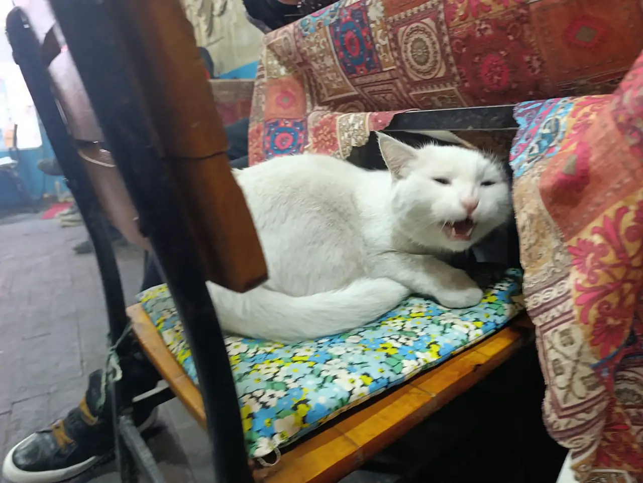 Van Kedisi Boncuk, Ağrı'daki kahvehaneye renk katıyor