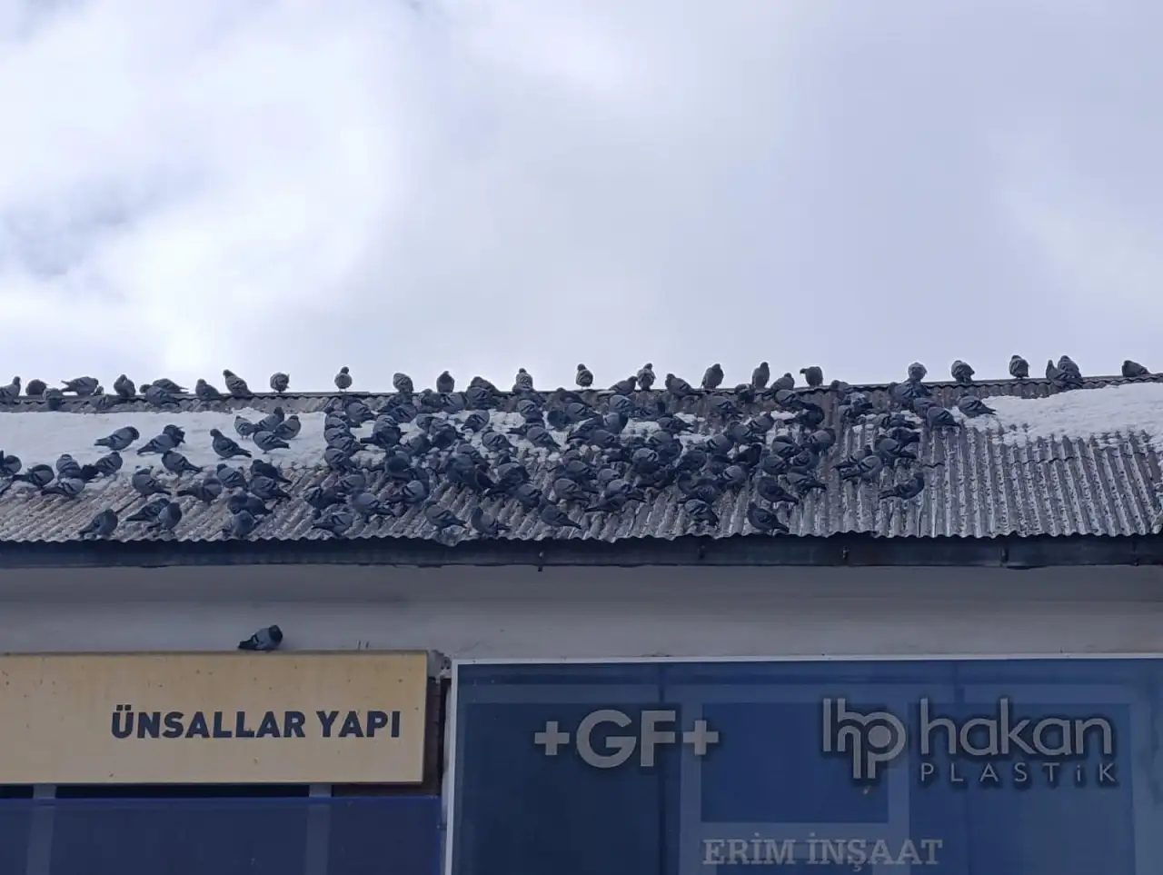 Eski Van Caddesi'nde karlar eridi, güvercinler yeniden görüldü