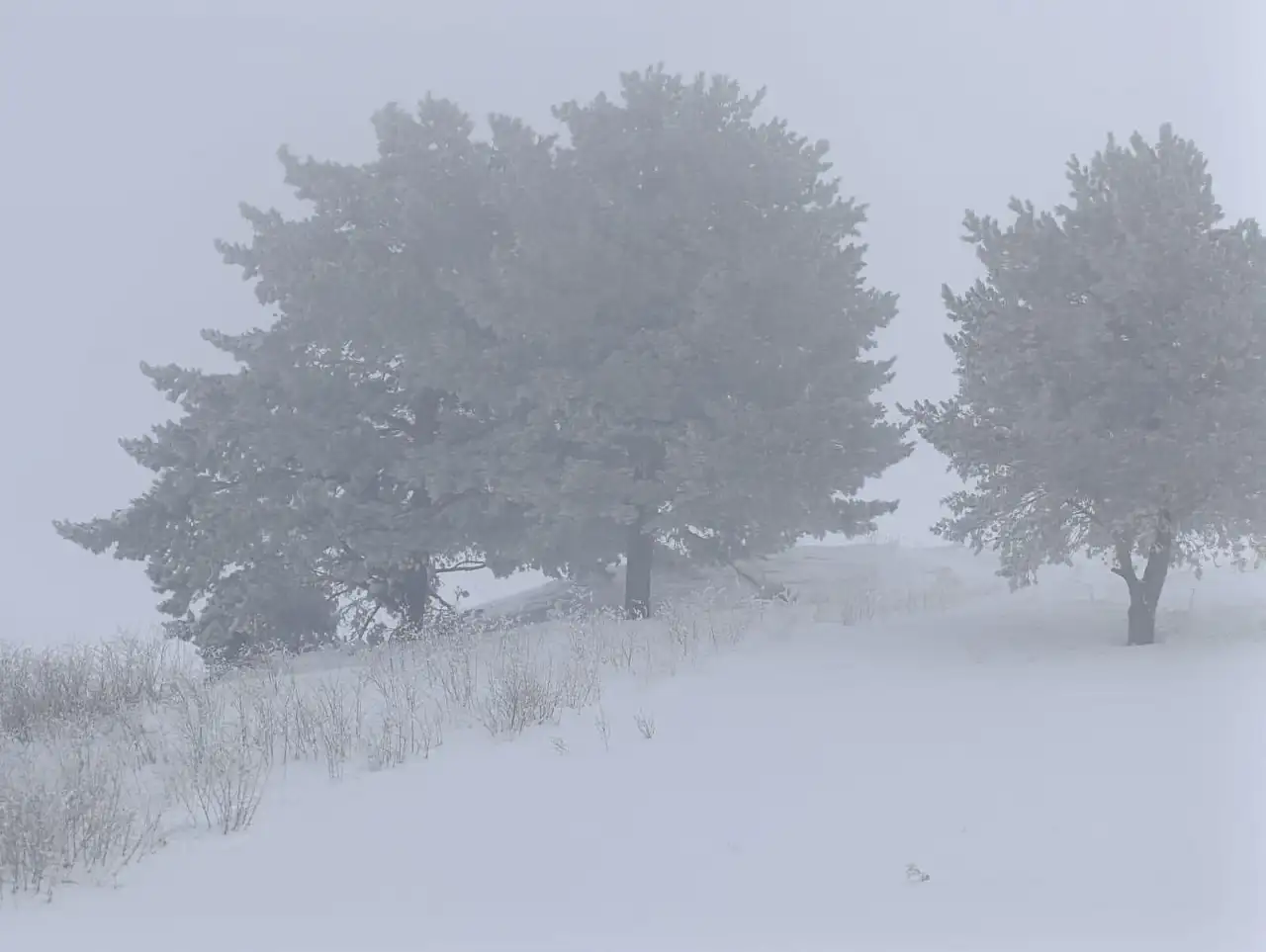 Ağrı'da sabahın ilk ışıklarında sis ve kırağı etkili oldu