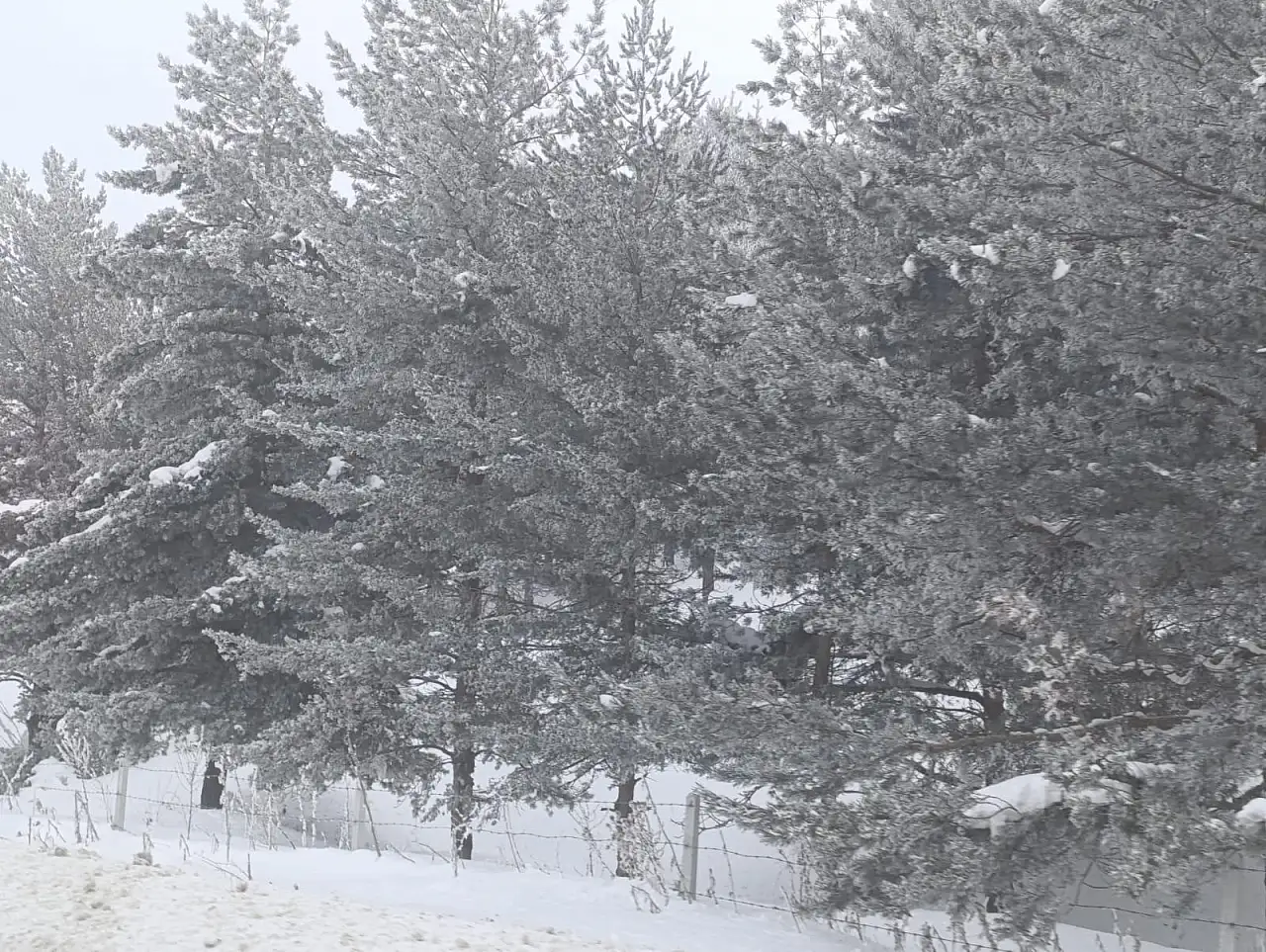 Ağrı'da sabahın ilk ışıklarında sis ve kırağı etkili oldu
