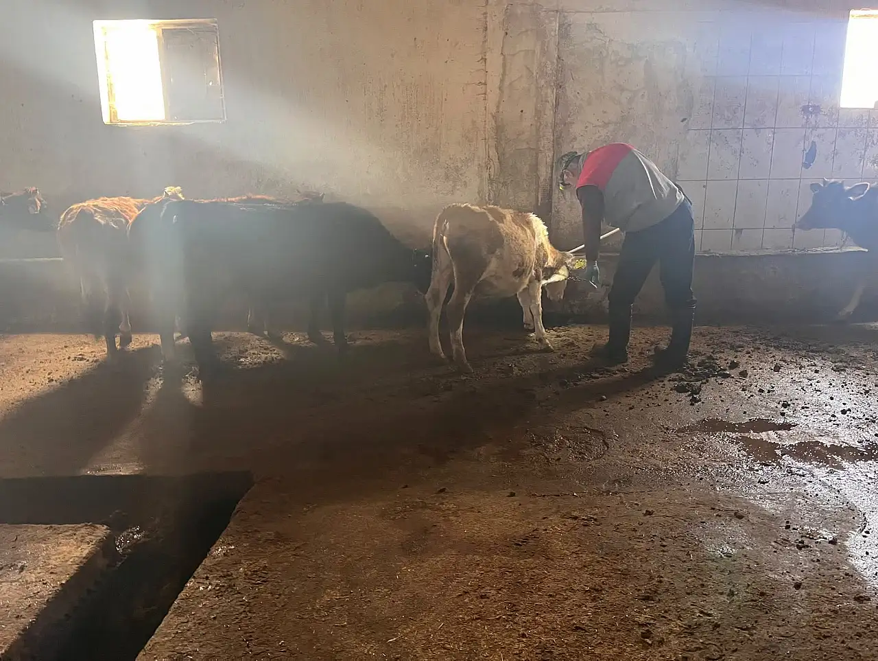 Ağrı'da şap hastalığına karşı aşılama seferberliği sürüyor
