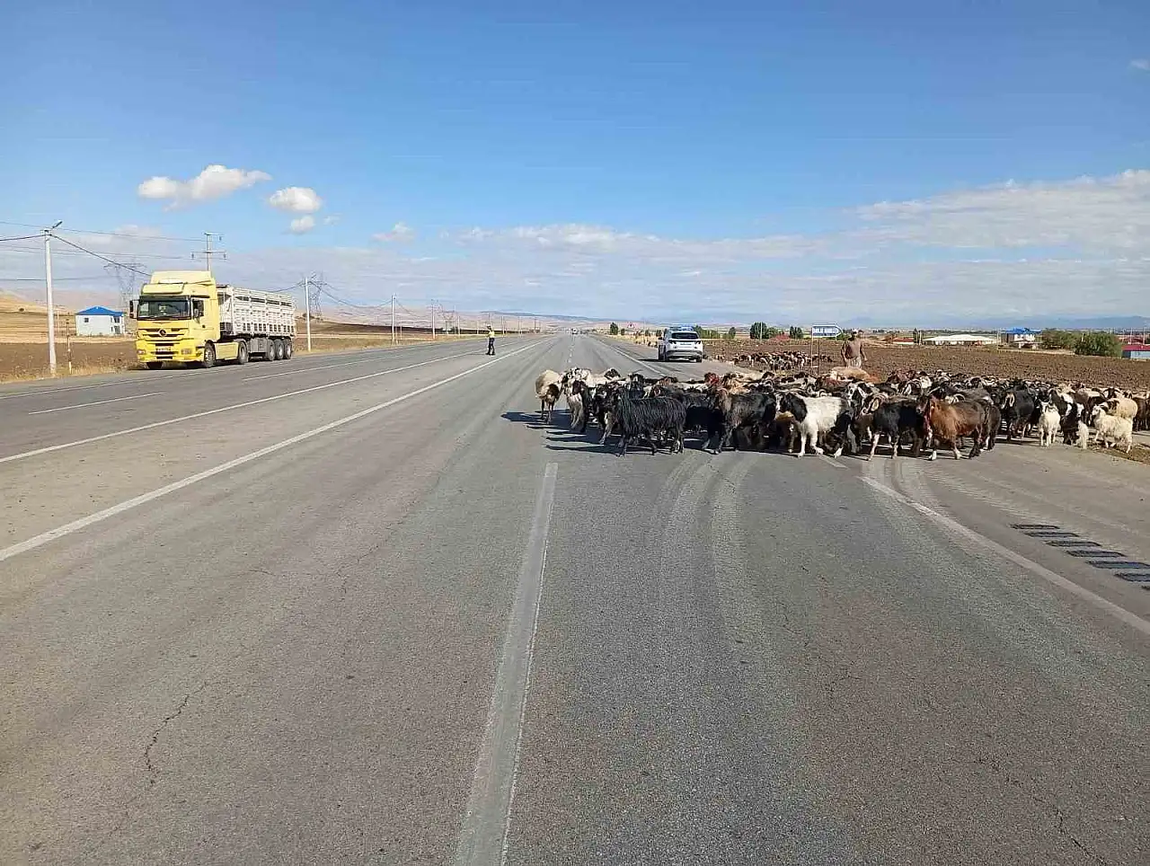 Muş'ta güvenli hayvan geçişleri için jandarma ve çobandan ortak çalışma