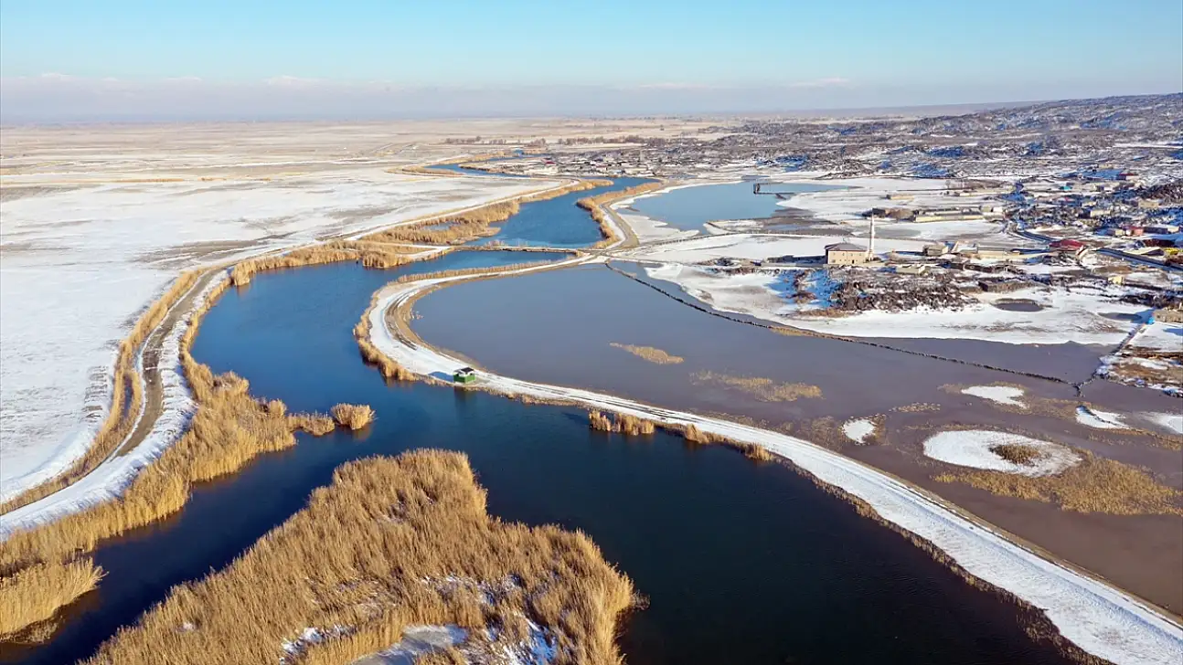 Ağrı Dağı eteklerinde nesli tehlikede olan kuşlar kışa direniyor