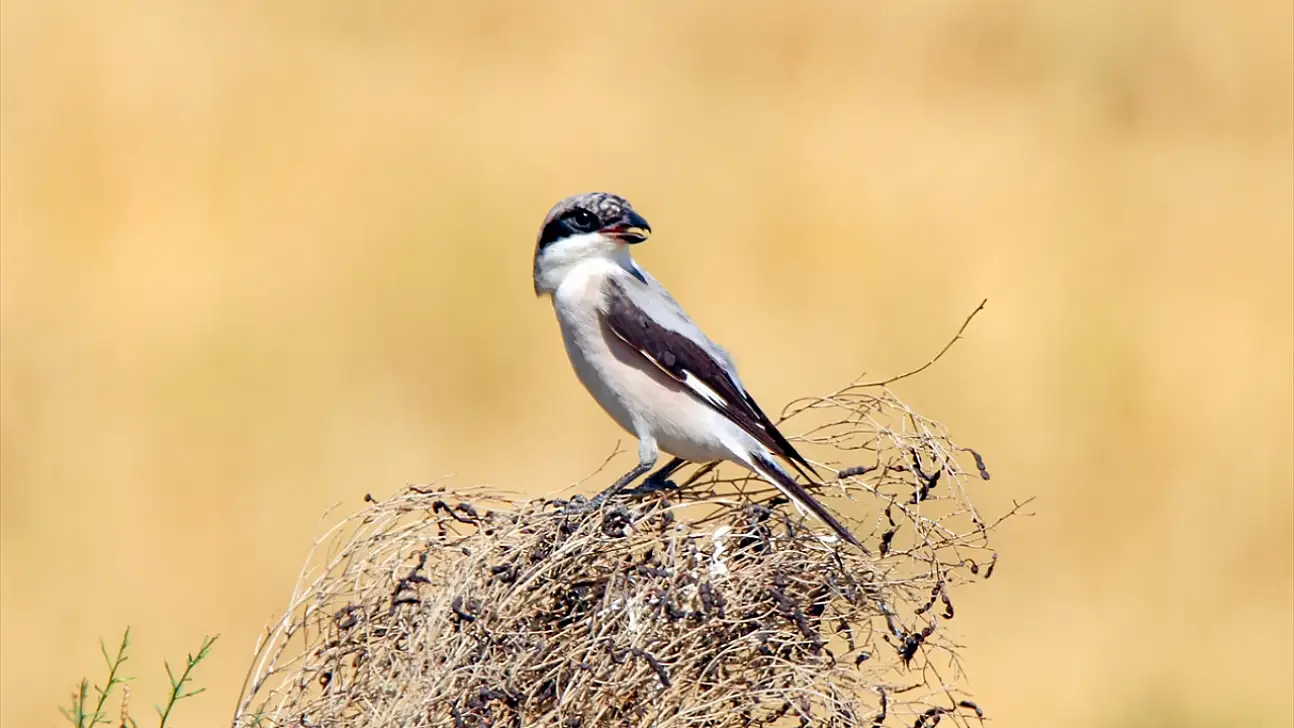 Ağrı ve Iğdır'ın ortak değeri: Aras Dağlarındaki sulak alan kuşlara yuva oldu