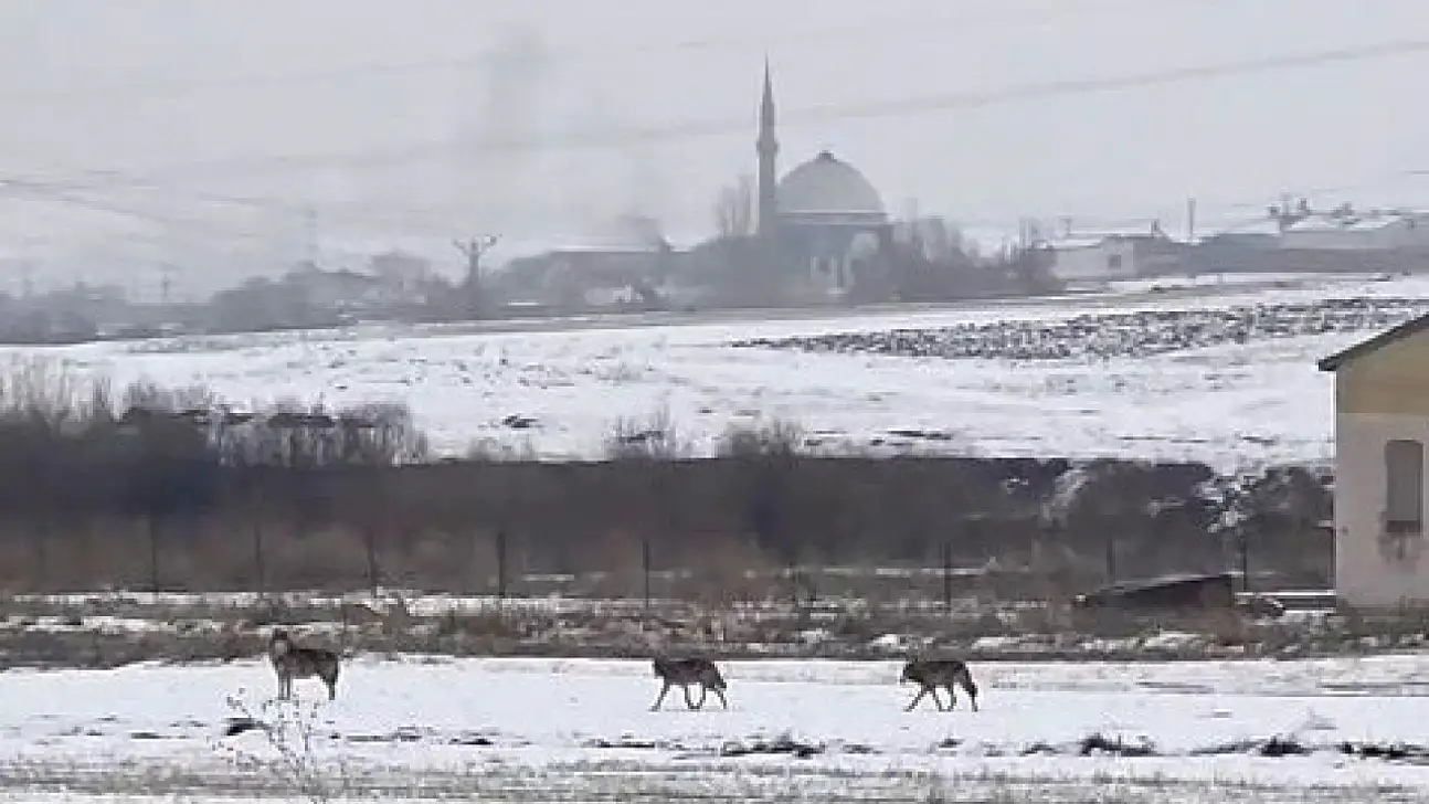 Gündüz vakti Kars'ta evlere inen kurt sürüsü, öğrencileri tedirgin etti!