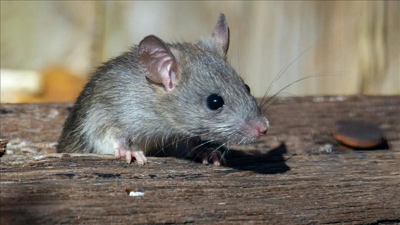 Pankreas kanserinde umut veren gelişme: Farelerde tümörler yok edildi