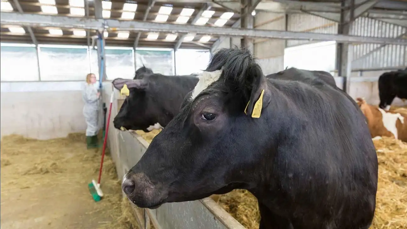 Şap hastalığı yayılabilir mi? Bilim insanları açıkladı