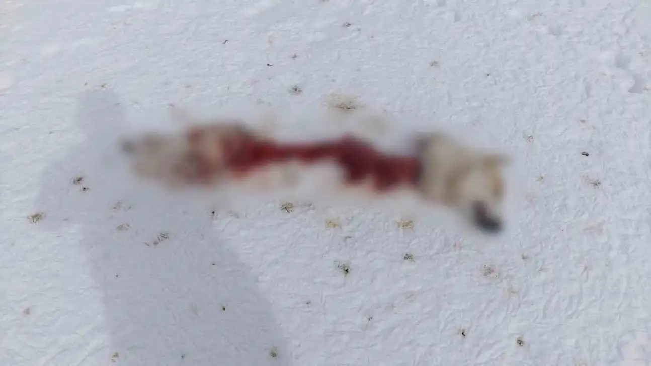 Van'da kurtlar sokak köpeğine saldırdı