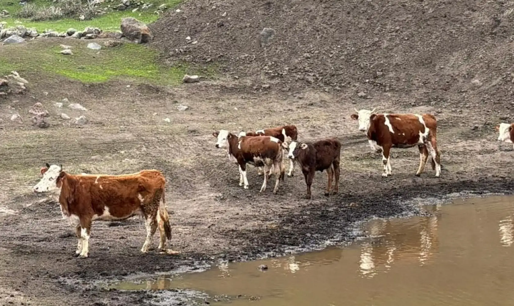 Ağrı'da 6 ay sonra hayvanlar meralarla buluştu