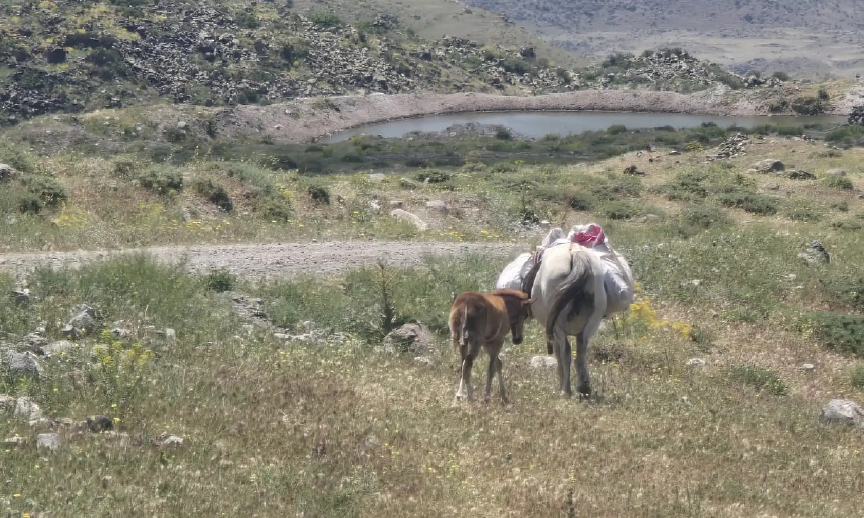 Ağrı Dağı'nın görünmez kahramanları! zirvenin en ağır yükünü onlar taşıyor