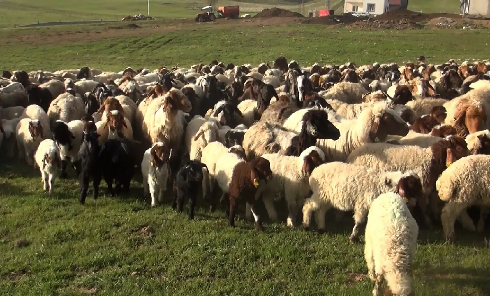 Baharın en güzel buluşması Ahlat'ta yaşandı koyunlar yavrularına koştu